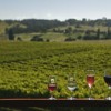 Kurrajong Downs Vineyard