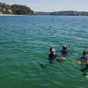 Snorkeling, Royal National Park