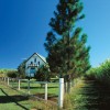 Cottage Amongst Sugar Cane