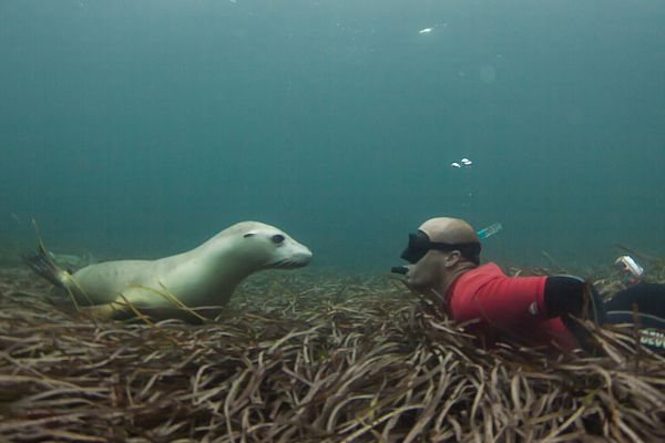 Swimming With A Sea Lion
